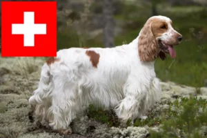 Read more about the article English Cocker Spaniel crescători și căței în Elveția