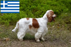 Read more about the article English Cocker Spaniel crescători și căței în Grecia