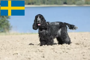 Read more about the article English Cocker Spaniel crescători și căței în Suedia