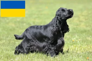 Read more about the article English Cocker Spaniel crescători și căței în Ucraina