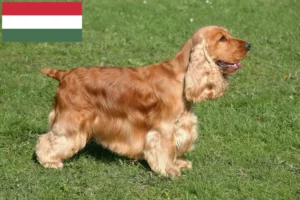 Read more about the article English Cocker Spaniel crescători și căței în Ungaria