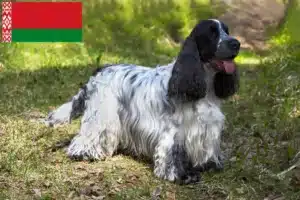 Read more about the article English Cocker Spaniel crescători și căței în Belarus