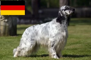 Read more about the article English Setter crescători și căței în Germania