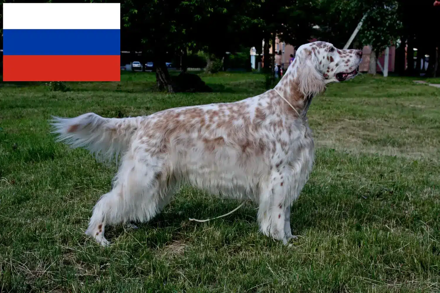 Read more about the article English Setter crescători și căței în Rusia