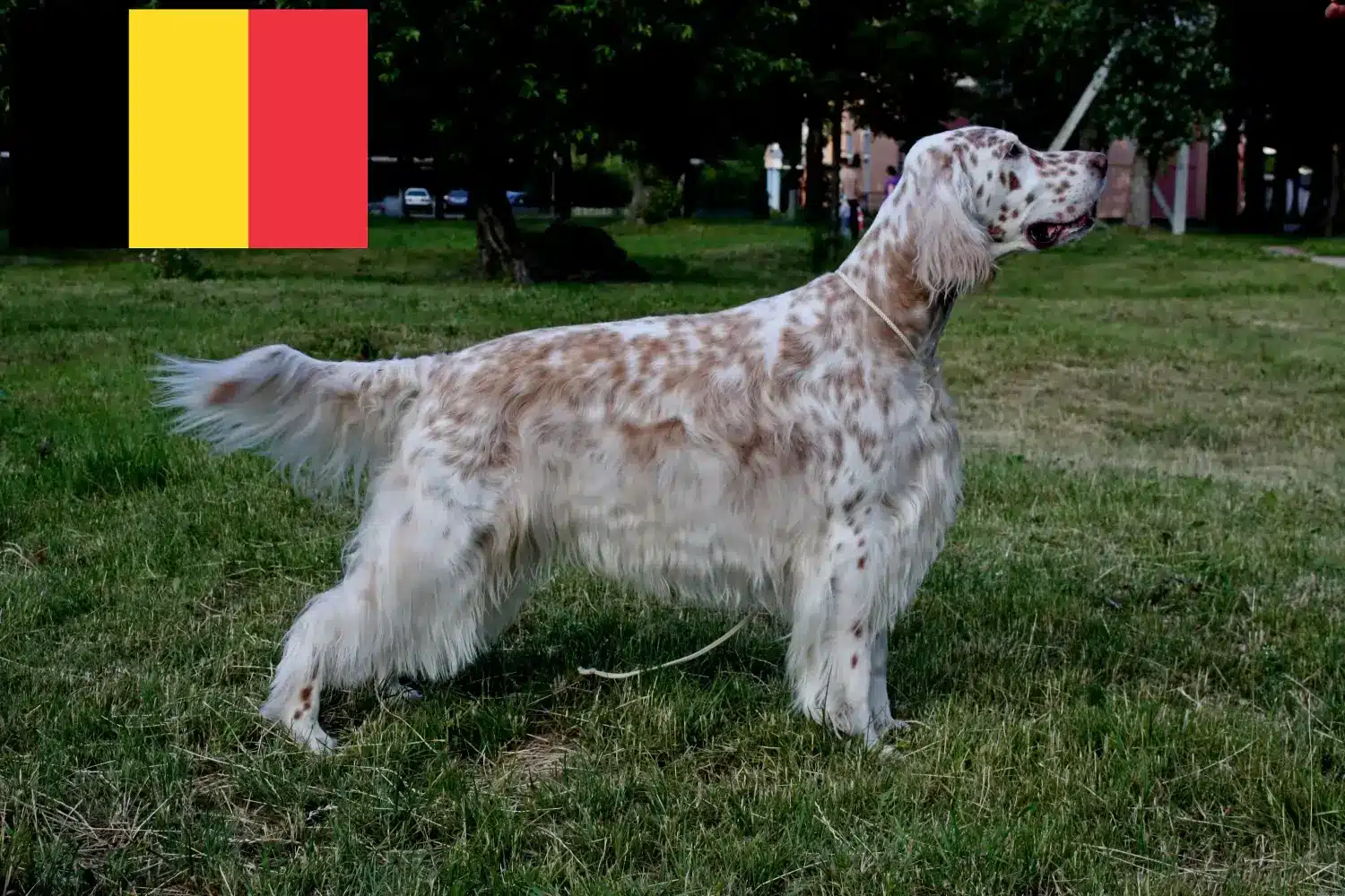 Read more about the article English Setter crescători și căței în Belgia