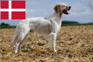 Read more about the article English Setter crescători și căței în Danemarca