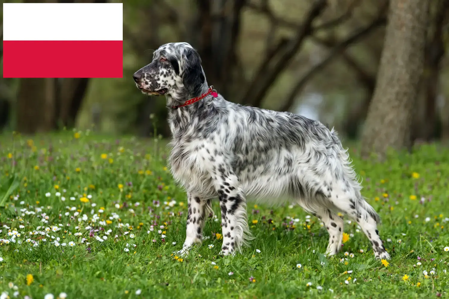 Read more about the article English Setter crescători și căței în Polonia