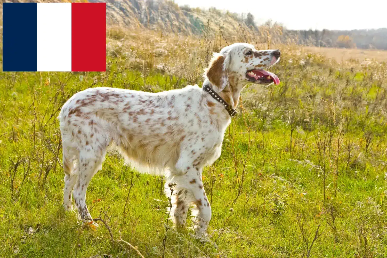 Read more about the article English Setter crescători și căței în Réunion