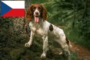 Read more about the article English Springer Spaniel crescători și căței în Republica Cehă