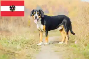 Read more about the article Entlebuch Mountain Dog Breeders și căței în Austria