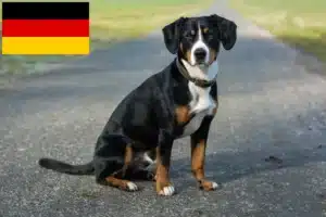 Read more about the article Entlebucher Mountain Dog Breeder și cățeluși în Germania