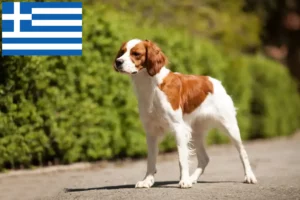 Read more about the article Epagneul Breton crescători și căței în Grecia