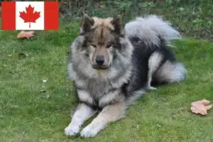 Read more about the article Eurasier crescători și căței în Canada