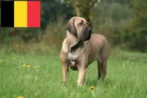 Read more about the article Fila Brasileiro crescători și căței în Belgia