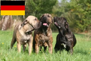 Read more about the article Fila Brasileiro crescători și căței în Germania