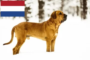 Read more about the article Fila Brasileiro crescători și căței în Olanda