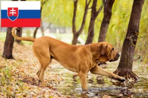 Read more about the article Fila Brasileiro crescători și căței în Slovacia