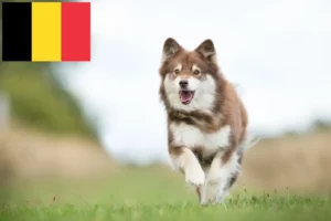 Read more about the article Finnish Lapphund crescători și căței în Belgia