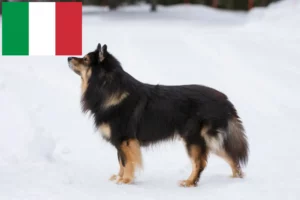 Read more about the article Finnish Lapphund crescători și căței în Italia