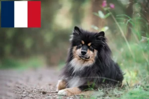 Read more about the article Finnish Lapphund crescători și căței în Franța