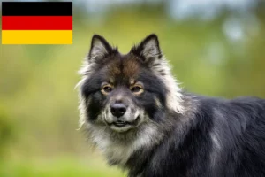 Read more about the article Finnish Lapphund crescători și căței în Germania