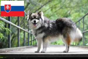 Read more about the article Finnish Lapphund crescători și căței în Slovacia