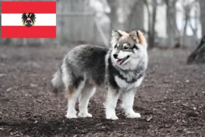 Read more about the article Finnish Lapphund crescători și căței în Austria