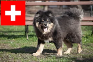 Read more about the article Finnish Lapphund crescători și căței în Elveția