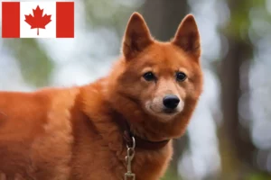 Read more about the article Finnspitz crescători și căței în Canada