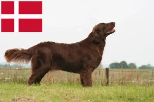 Read more about the article Flat Coated Retriever crescători și căței în Danemarca