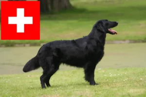 Read more about the article Flat Coated Retriever crescători și căței în Elveția