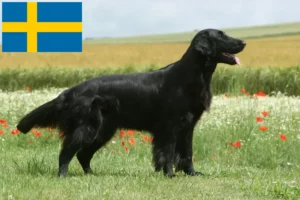 Read more about the article Flat Coated Retriever crescători și căței în Suedia