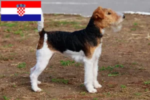 Read more about the article Fox Terrier crescători și căței în Croația