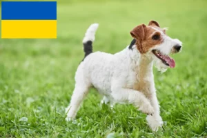 Read more about the article Fox Terrier crescători și căței în Ucraina