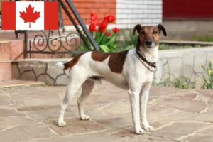 Read more about the article Fox Terrier Crescători și căței în Canada