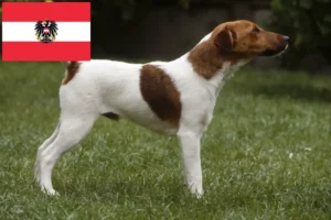 Read more about the article Fox Terrier crescători și căței în Austria