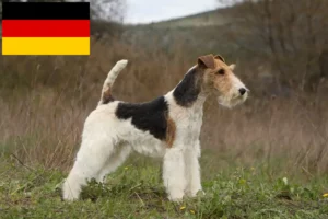 Read more about the article Fox Terrier crescători și căței în Germania