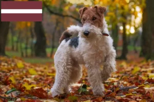 Read more about the article Fox Terrier crescători și căței în Letonia