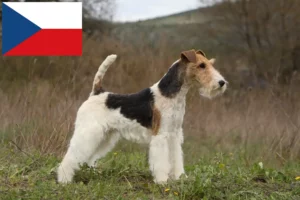 Read more about the article Fox Terrier crescători și căței în Republica Cehă