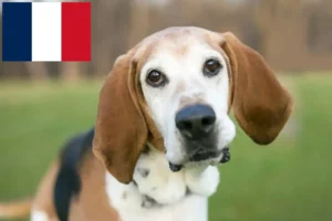 Read more about the article English Foxhound crescători și căței în Franța