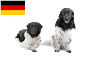 Read more about the article Frisian Water Dog crescători și căței în Germania