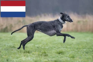 Read more about the article Galgo Espanol crescători și căței în Olanda