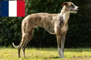 Read more about the article Galgo Espanol crescători și căței în Franța