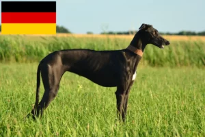 Read more about the article Galgo Espanol crescători și căței în Germania