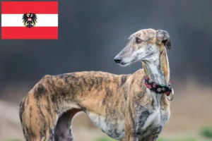 Read more about the article Galgo Espanol crescători și căței în Austria