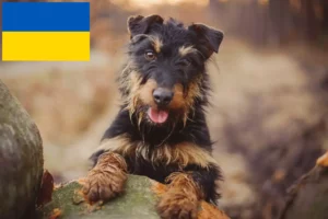 Read more about the article German Hunting Terrier crescători și căței în Ucraina