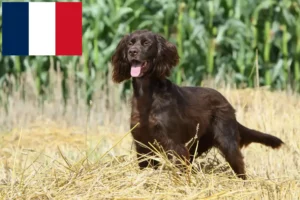 Read more about the article German Longhair crescători și căței în Franța