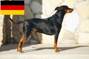 Read more about the article German Pinscher crescători și căței în Germania