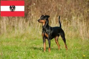 Read more about the article crescători de Pinscher German și căței în Austria