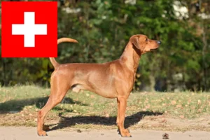 Read more about the article German Pinscher crescători și căței în Elveția